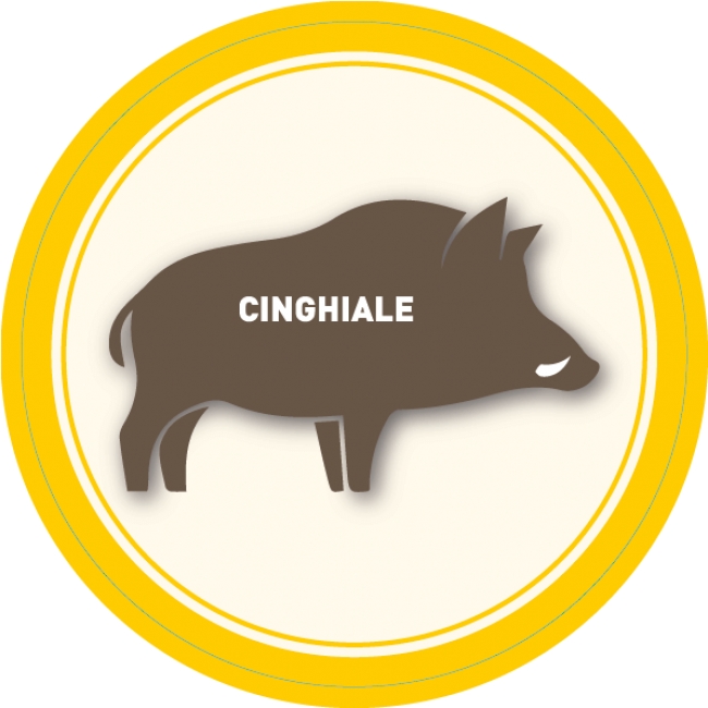 Cinghiale