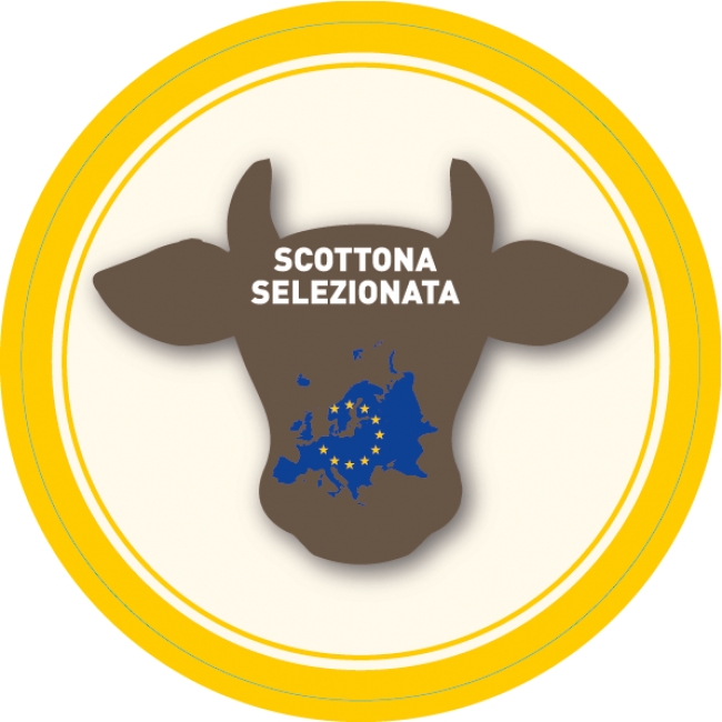 Scottona Selezionata